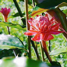You Know That Tomorrow Is Gonna Be A Big Day Right By Tipiment11 Fleurs Exotiques Fleurs Exotique