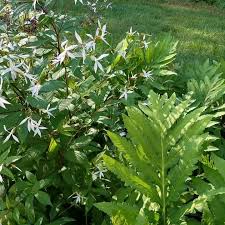 Image result for Oxyanthus troupinii