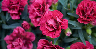 We did not find results for: Which Flowers Are Popular In Uk Ferns N Petals