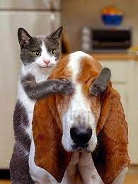 Cat And Dog Friendship Click The Picture To See More Pictures Funny Animal Photos Cute Animals Dog Cat