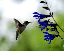 Check spelling or type a new query. Hummingbird And Blue Flowers Photograph By Dave Chafin Hummingbird And Blue F Hummingbird Plants Hummingbird Flowers Beautiful Birds