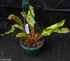 Image result for Elaphoglossum