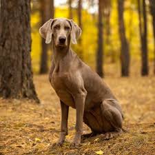 Weimaraner Puppies Available In Tucson Phoenix Az Weimaraners are large, active dogs that have been bred for hunting and human companionship. weimaraner puppies available in