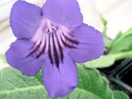 Image result for Streptocarpus
