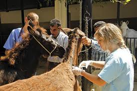 With 675 stalls/shops, the rissani market seemed endless. Morocco S Extraordinary Donkeys Travel Smithsonian Magazine