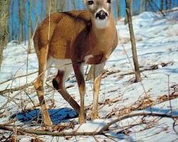 Image of Deer