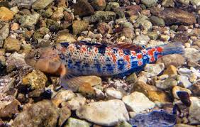 Image result for Platostoma africanum