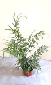 Pteris ensiformis 'evergemiensis' is a variegated fern that is also known by its common name of silver lace fern. 50 Cm Tall Bushy Silver Lace Fern Pteris Ensiformis Cv Evergemiensis Gardening Plants On Carousell
