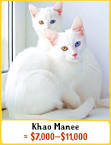 Khao Manee - Price, Personality, Lifespan - Cat Breeds List