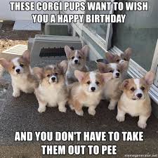Discover more posts about happy birthday gif. Corgi Birthday Memes