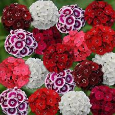 Image result for Dianthus