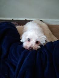 Maybe you would like to learn more about one of these? Allivet Reviews 4 132 Reviews Of Allivet Com Sitejabber