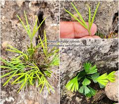 Image result for Actiniopteris semiflabellata