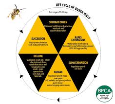 How Long Do Wasps Live? (Guide To Wasp Lifecycle) | Ecoguard