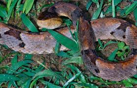 Image result for Bothrops punctatus