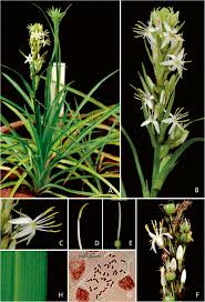 Image result for Chlorophytum zingiberastrum