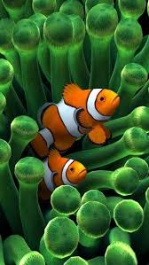 Pin By Fies Tasarim On Scuba Diving Beautiful Sea Creatures Clown Fish Fish Wallpaper