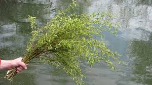 În vremurile de demult, zeiţa romană flora era sărbătorită la 28 aprilie prin ramuri înverzite ce simbolizau renaşterea naturii. Duminica Floriilor Simboluri Crestine Obiceiuri Si TradiÅ£ii Populare Ziarul Unirea