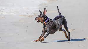 Whether snuggling under the covers or taking part in more athletic pursuits like agility or hiking, manchesters love spending time with their families. Manchester Terrier Full Profile History And Care