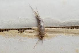 Silverfish in bedrooms silverfish enjoy moist, cool, and dark spaces. Why Silverfish May Be The Least Of Your Problems Silverfish In Pa