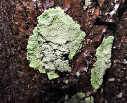 Image result for Grewia schmitzii