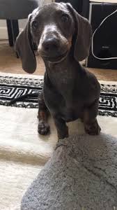 Supa Dogs Smileeeeeeeee Animaux