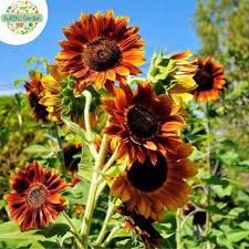 Pasalnya, bunga matahari bukan bunga yang hanya menjadi tanaman pribadi saja, melainkan bisa juga untuk kepentingan komersial. Benih Biji Bunga Sunflower Bunga Matahari Evening Sun 3 Benih Per Pack Shopee Indonesia