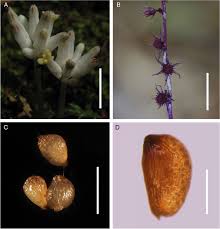 Image result for Burmannia