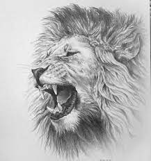Drawings Pinterest Lion Sketch Roaring Lion Tattoo