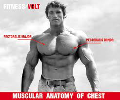 Chest muscles anatomy for bodybuilders, muscle anatomy and bodybuilding, muscle anatomy for bodybuilding, muscle anatomy workout book, muscle anatomy workout pdf, human muscles, chest muscles anatomy for bodybuilders, muscle anatomy and bodybuilding. Puu0mhw1vfpbom