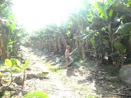 Mareeba is a rural town and locality in the shire of mareeba in far north queensland, australia. Working On The Bananas Mareeba Australia Youtube