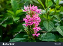 Image result for x Ruttyruspolia 'Phyllis van Heerden'