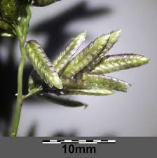 Image result for Eragrostis aspera