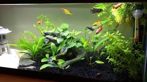 We have comprised a supplies list for a betta fish tank setup. How To Start A Female Betta Sorority Or Community Tank Video Dailymotion