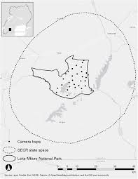 Image result for Loudetia kagerensis