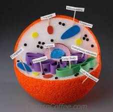 Fabulous Tutorial To Diy A Model Of An Animal Cell Life Saver Craftsncoffee Com Hayvan Hucreleri Bitki Hucresi Hucre Modeli