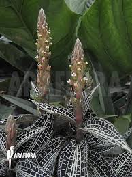 Image result for Goodyera