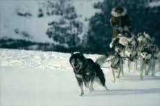 Heroic Sled Dog Togo Finally Gets Credit In New Disney Movie Credit Disney Dog Entertainment Movie Dog Finally In 2020 New Disney Movies Disney Movies Movies
