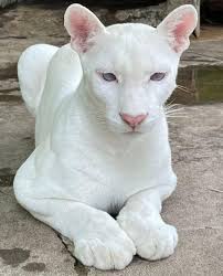 Image result for Melina Blue 2001 Puma