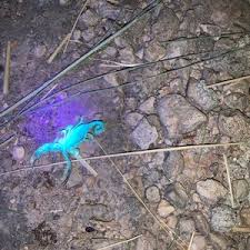 We provide pest control service all through the las vegas nv. Bulwark Exterminating 36 Reviews Pest Control 5016 Alta Drive Westside Las Vegas Nv Phone Number Yelp