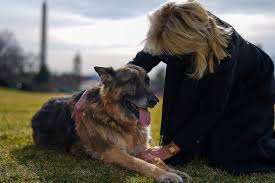 Champ Presidential Pet German Shepherd Dies At 13 The New York Times