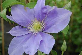 We did not find results for: Fujimusume Clematis Fujimusume Online Kaufen