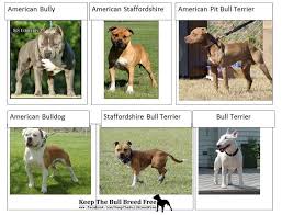 Til Pit Bulls Were Once Known As Quot Nanny Dogs Quot Because Of How Kind American Pitbull Terrier American Bully Pitbull Terrier