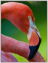 flamingo kusu sayfa 2 flamingo hayvanlar kusu