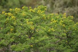 Image result for Acacia karroo