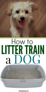 Did You Know You Can Litter Train A Dog Pet Owners Who Have Puppies Senior Dogs Or Live In The City Might Litter Training Dog Training Obedience Dog Training