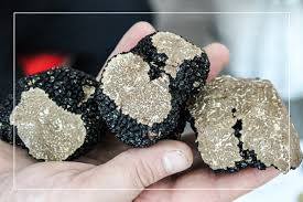 Come conservare il tartufo nero? Come Conservare Il Tartufo In Frigo Con Il Riso Sott Olio