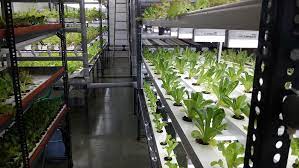 Vertical Hydroponics Nft Systems And How To Make Them