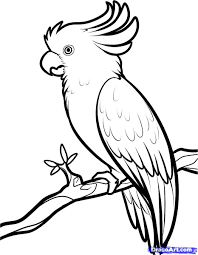 How To Draw A Cockatoo Hundreds Of Drawing Tuts On This Site Bird Drawings Drawings Outline Drawings