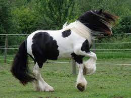Feb 06, 2021 · gypsy vanner horses on average cost between $10,000 to $40,000. Gypsy Vanner Horses For Sale By State